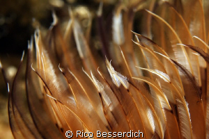 Peacock Worm closeup by Rico Besserdich 